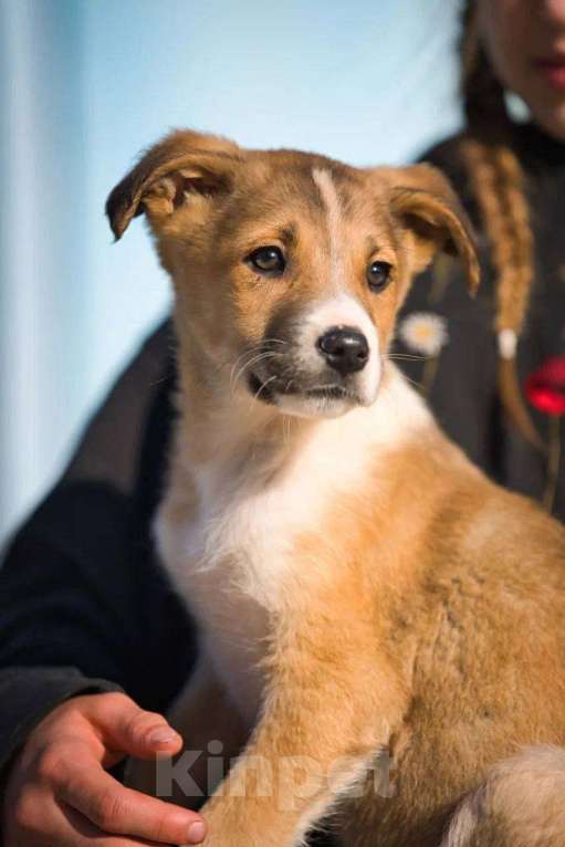 Собаки в Красногорске: Тарас Мальчик, Бесплатно - фото 5