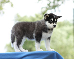 Собаки в Твери: Мальчик Аляскинский маламут  Мальчик, Бесплатно - фото 3
