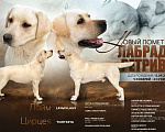 Собаки в Белгороде: Палевые щенки лабрадора-ретривера Мальчик, 50 000 руб. - фото 1
