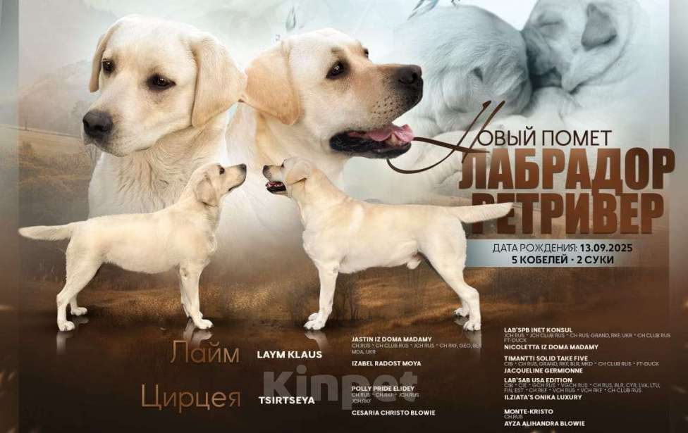 Собаки в Белгороде: Палевые щенки лабрадора-ретривера Мальчик, 50 000 руб. - фото 1