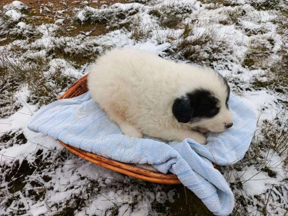 Собаки в Малоярославце: щенки пиренейской горной собаки_мальчик 1 Мальчик, 40 000 руб. - фото 6