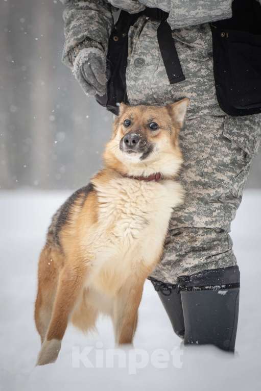 Собаки в Клине: Кешью — трепетная девочка скучает в приюте без своего человека Девочка, Бесплатно - фото 4