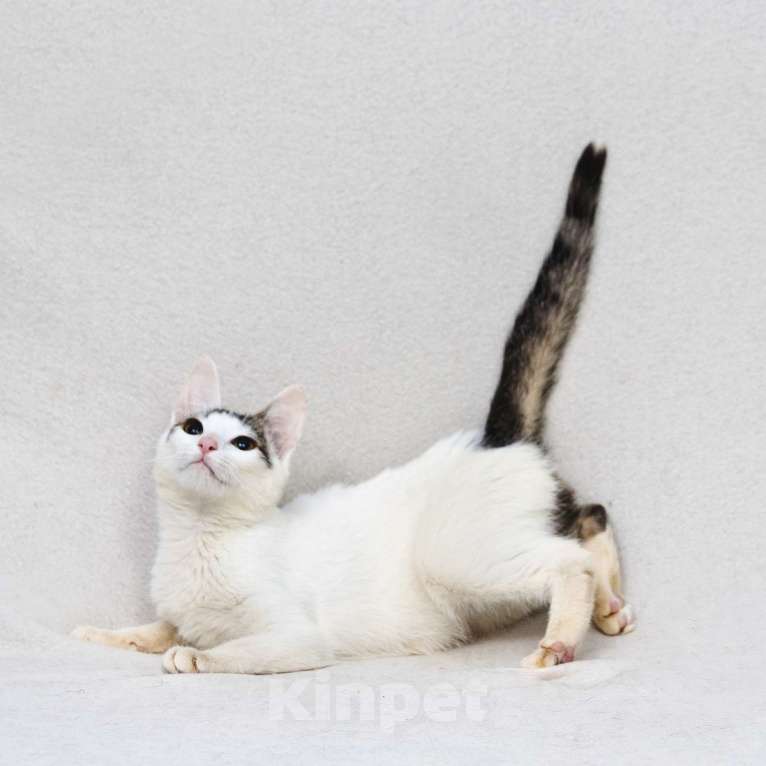 Кошки в Москве: Пенелопа - кошечка в чепчике  Девочка, 111 руб. - фото 2