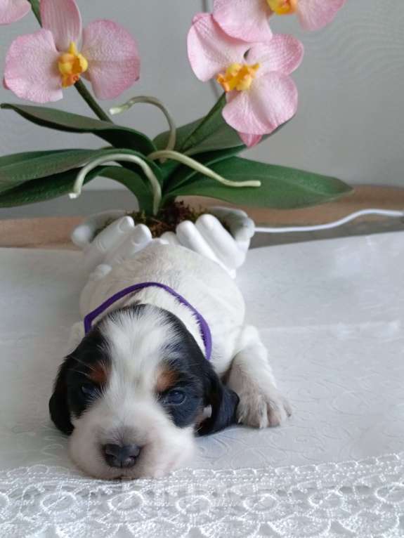 Собаки в Москве: Русский охотничий спаниель мальчик Мальчик, 50 000 руб. - фото 5