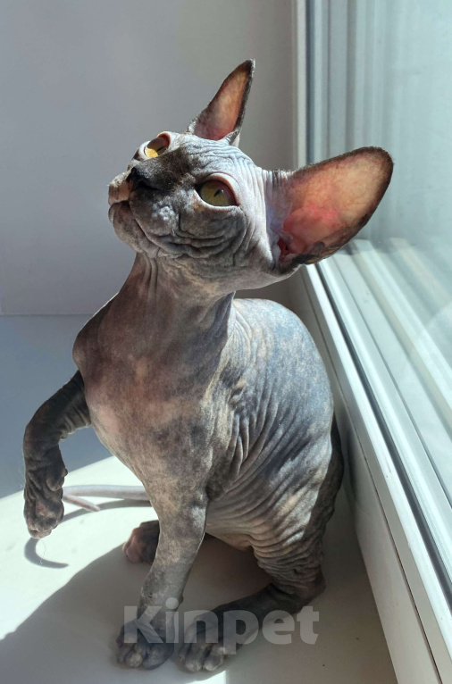 Кошки в Ореховом-Зуево: Канадский сфинкс котёнок девочка Девочка, 55 000 руб. - фото 3