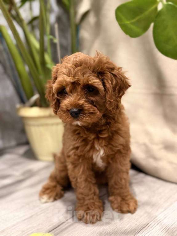 Собаки в Москве: Шикарная девочка кавапу Девочка, Бесплатно - фото 2