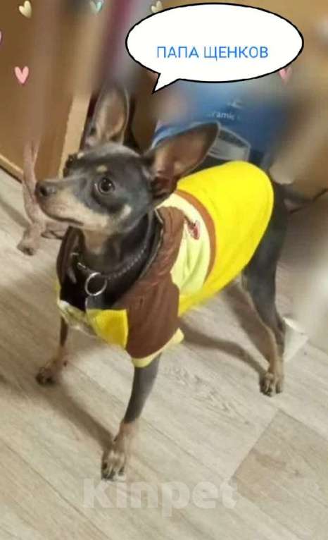 Собаки в Вышнем Волочке: Продам Щенков Разнополые, 17 000 руб. - фото 2