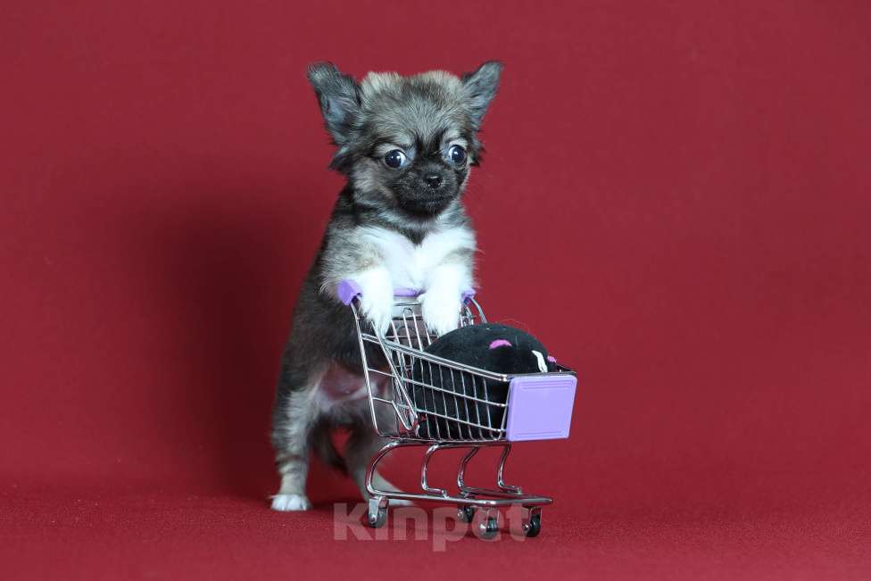 Собаки в Курске: Щенок чихуахуа Мальчик, Бесплатно - фото 3