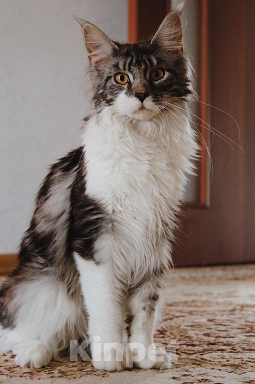 Кошки в Челябинске: Котенок Мейн - Кун  Мальчик, 8 999 руб. - фото 4