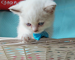 Кошки в Калининграде: Элитные котята из питомника Мальчик, 25 000 руб. - фото 3