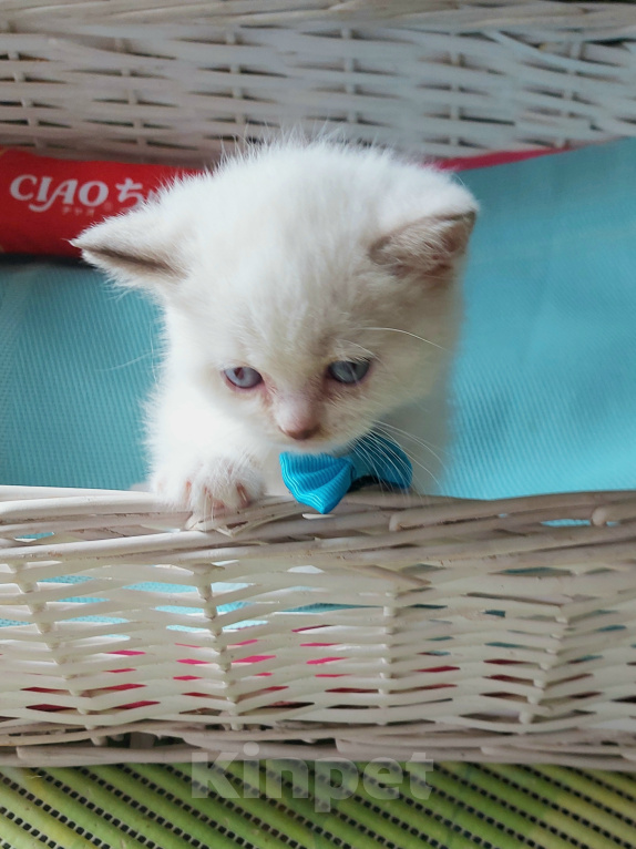 Кошки в Калининграде: Элитные котята из питомника Мальчик, 25 000 руб. - фото 3