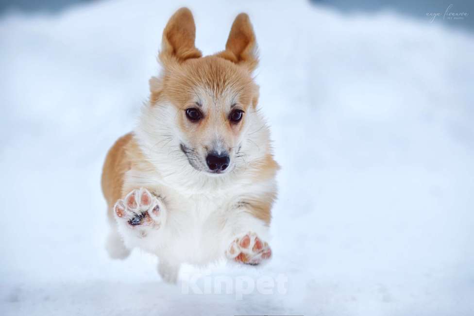 Собаки в Рыбинске: Щенки вельш-корги пемброк Мальчик, 59 000 руб. - фото 1