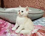 Кошки в Москве: Британские котята  Мальчик, 15 000 руб. - фото 2