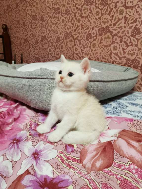 Кошки в Москве: Британские котята  Мальчик, 15 000 руб. - фото 2