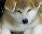 Собаки в Самаре: Акита-ину Мальчик, 25 000 руб. - фото 1