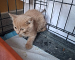 Кошки в Яхроме: Котятам срочно нужен дом. Разнополые, Бесплатно - фото 9