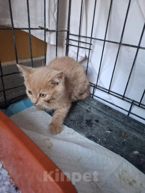 Кошки в Яхроме: Котятам срочно нужен дом. Разнополые, Бесплатно - фото 9
