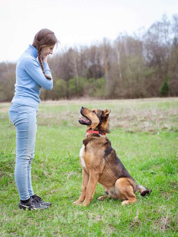 Собаки в Москве: Добрый, жизнерадостный пёс-компаньон Мальчик, Бесплатно - фото 2