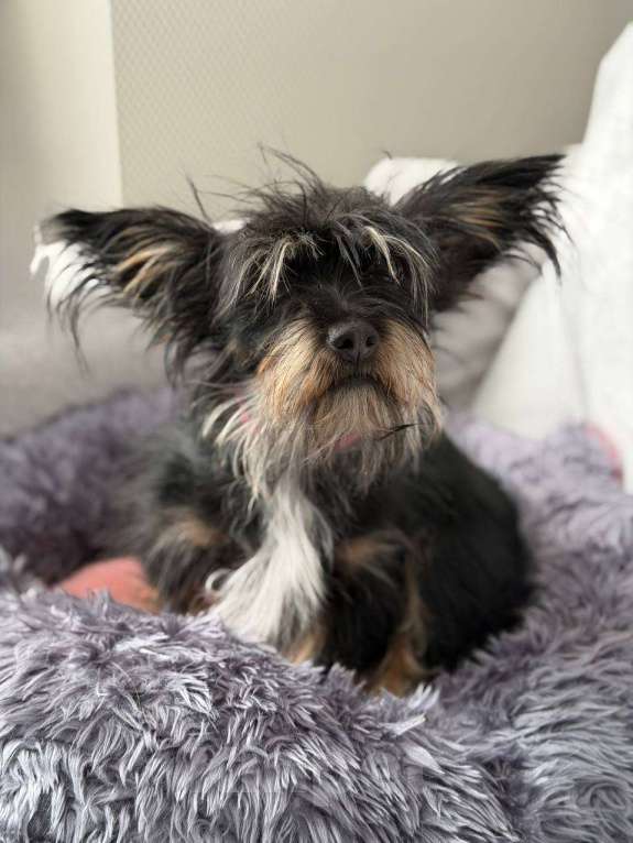 Собаки в Рузе: Эля в добрые руки Девочка, Бесплатно - фото 1