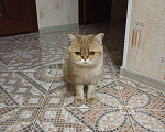 Кошки в Дзержинске: Кошечка золотая шиншилла Девочка, 1 000 руб. - фото 8