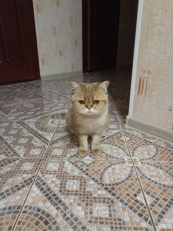 Кошки в Дзержинске: Кошечка золотая шиншилла Девочка, 1 000 руб. - фото 8