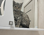 Кошки в Дмитрове: Маленький котенок ищет дом. Мальчик, Бесплатно - фото 9