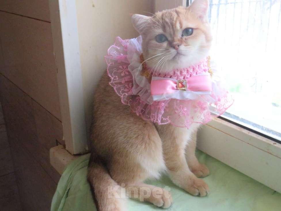 Кошки в Москве: Шотландская кошечка в золотой шубке Девочка, 25 000 руб. - фото 4