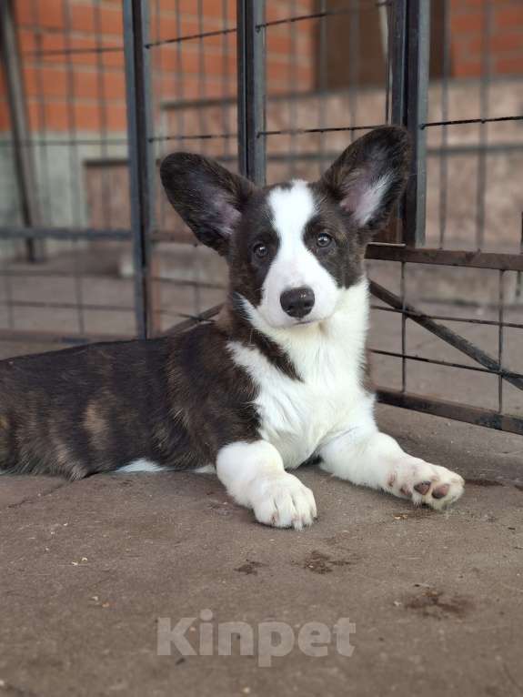 Собаки в Москве: Девочка вельш корги кардигана от родителей Чемпионов России Девочка, 40 000 руб. - фото 6