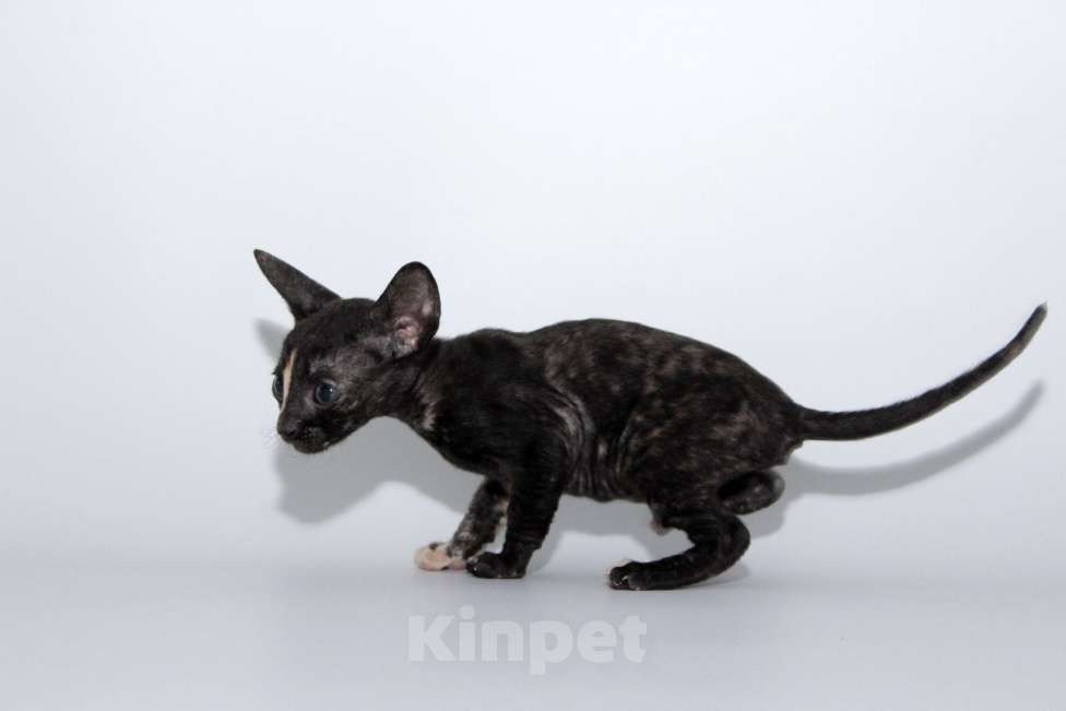 Кошки в Москве: малыши к резервированию. питомник Корнелита Девочка, 70 000 руб. - фото 9