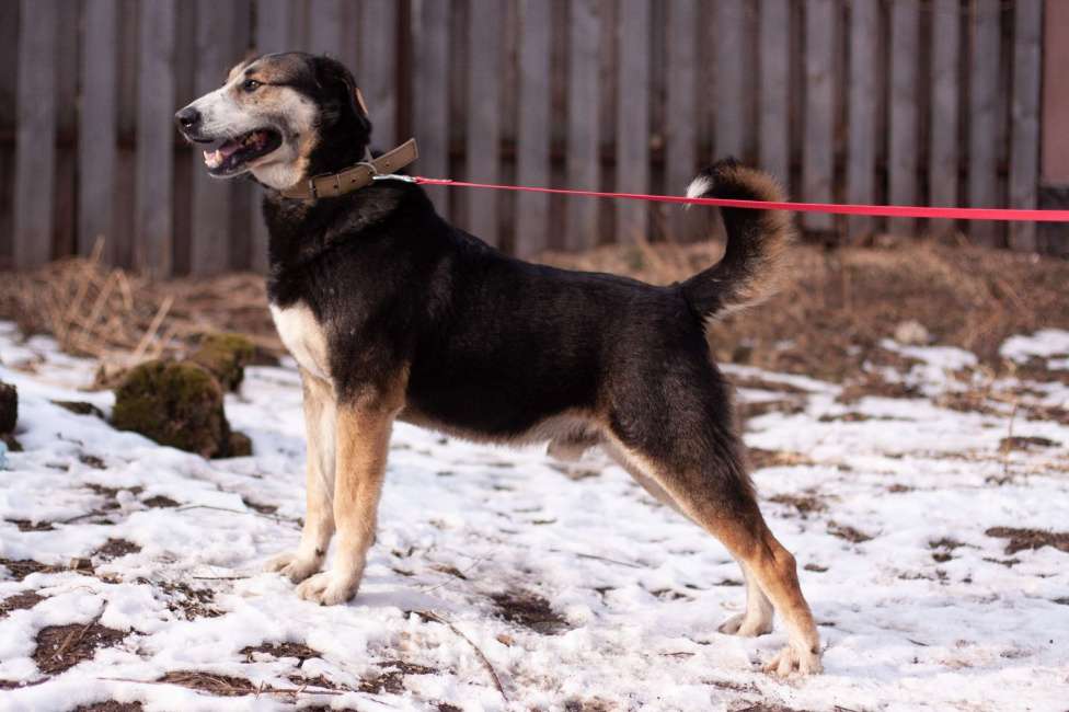 Собаки в Балашихе: Байкал Мальчик, Бесплатно - фото 5