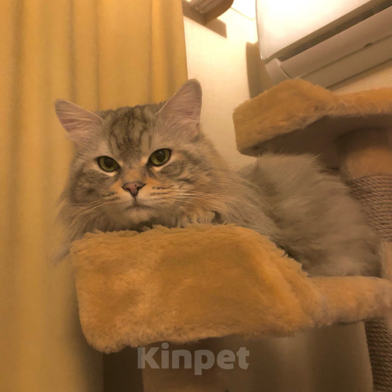 Кошки в других городах Краснодарского края: Фантастический помет Разнополые, 30 000 руб. - фото 9