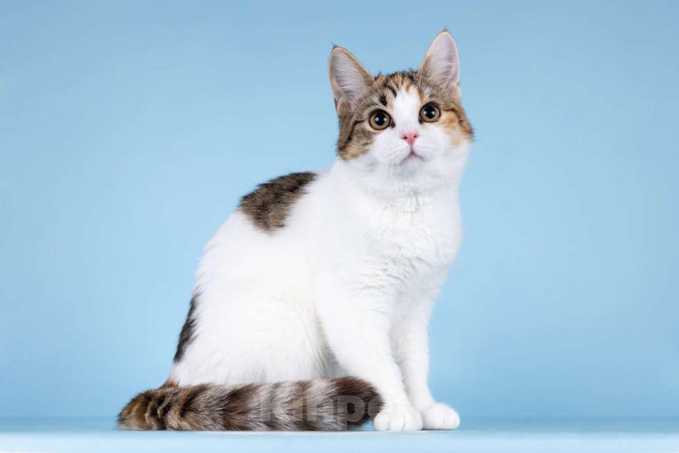 Кошки в Москве: Котята редких окрасов в добрые руки Мальчик, 1 руб. - фото 6