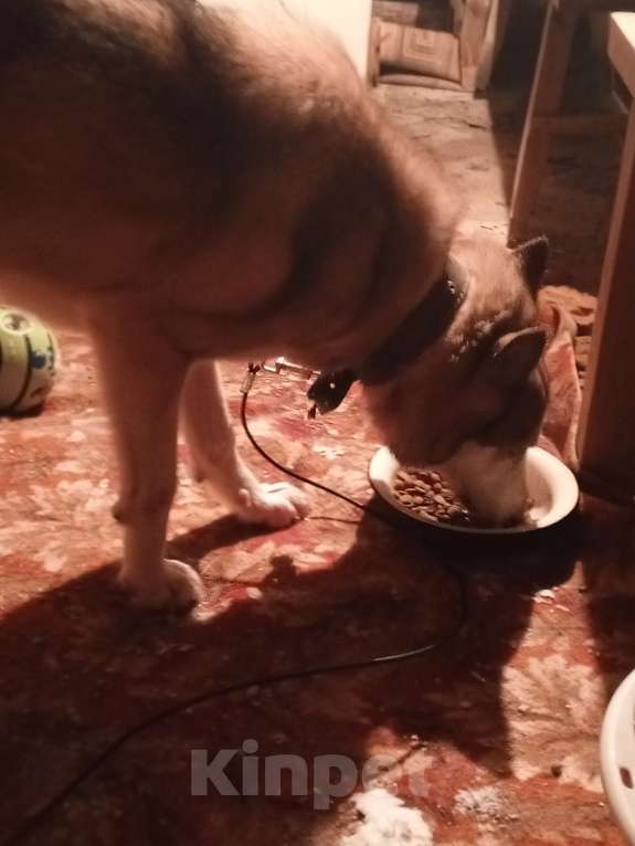 Собаки в Мур: Найдена собака Девочка, Бесплатно - фото 2