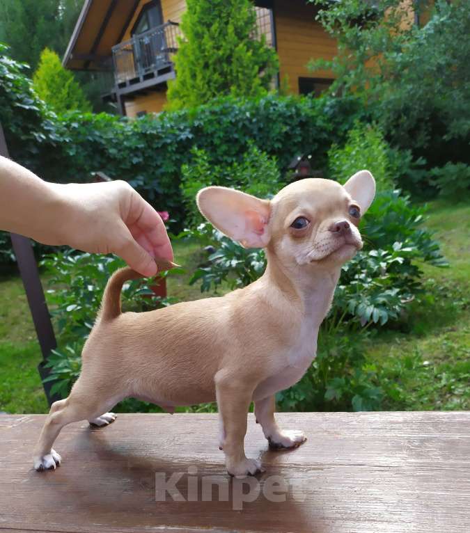 Собаки в Москве: красивый рыжий мальчик гш чихуахуа Мальчик, 45 000 руб. - фото 4