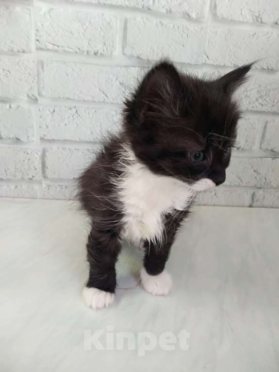 Кошки в Санкт-Петербурге: Пушистая девочка 1,5 мес Девочка, Бесплатно - фото 4