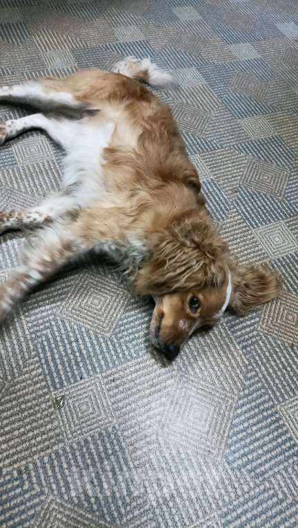 Собаки в Прокопьевске: Хозяин нашелся Мальчик, Бесплатно - фото 8