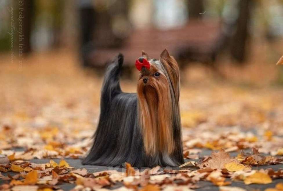 Собаки в Москве: Щенок йоркширского терьера Мальчик, 55 000 руб. - фото 3