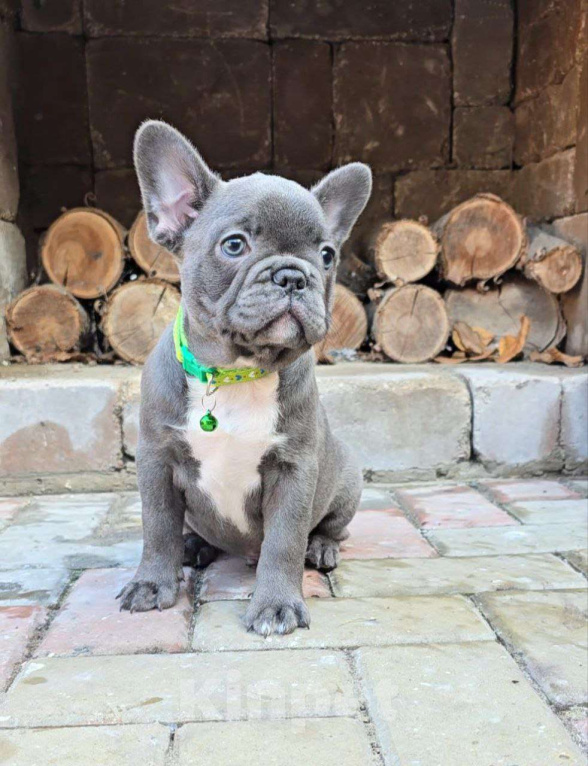 Собаки в Симферополе: Голубой мальчик щенок Мальчик, 60 000 руб. - фото 4