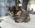 Кошки в Москве: Котенок в добрые руки Девочка, Бесплатно - фото 2