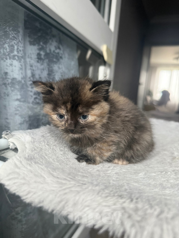 Кошки в Москве: Котенок в добрые руки Девочка, Бесплатно - фото 2