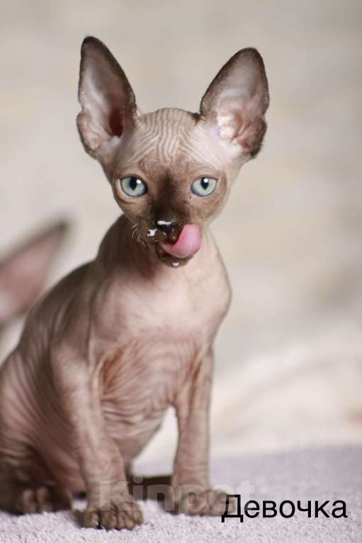 Кошки в других городах Московской области: Продаю котят канадского сфинкса Девочка, 25 000 руб. - фото 4