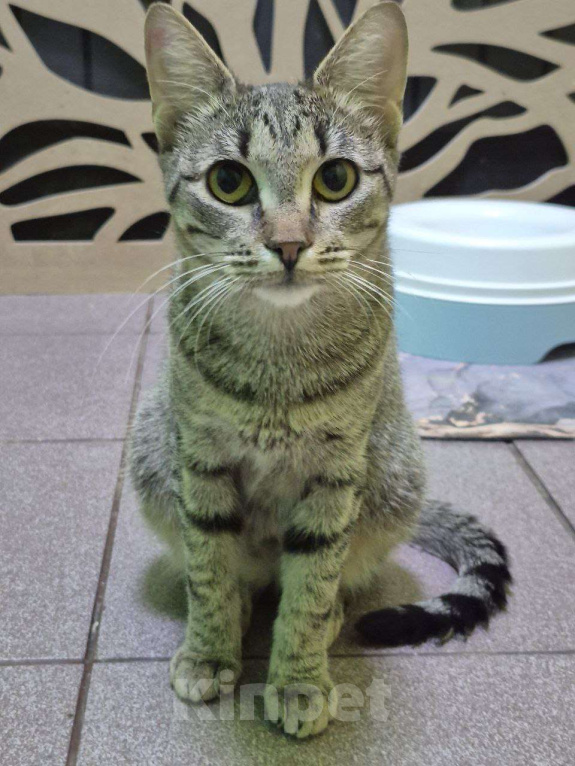 Кошки в Москве: Игривая кошечка с медовыми глазами ищет лучший дом Девочка, Бесплатно - фото 1