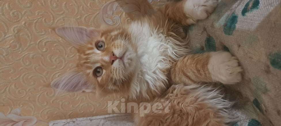 Кошки в Москве: Маленькие рыси Девочка, Бесплатно - фото 5