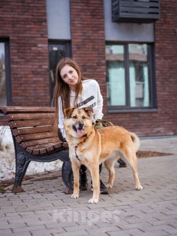 Собаки в Москве: Рыжуля в добрые руки! Девочка, Бесплатно - фото 1