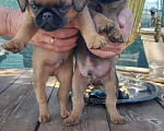 Собаки в Туле: пти брабансоны мальчики Мальчик, 30 000 руб. - фото 1