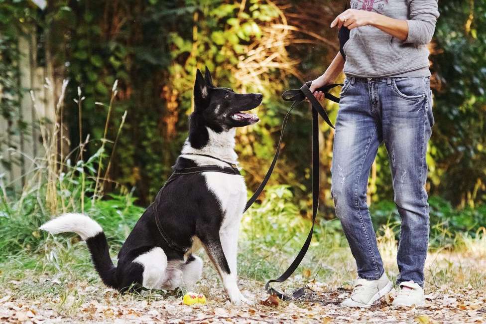 Собаки в Павловском Посаде: Ричик ищет дом Мальчик, Бесплатно - фото 3