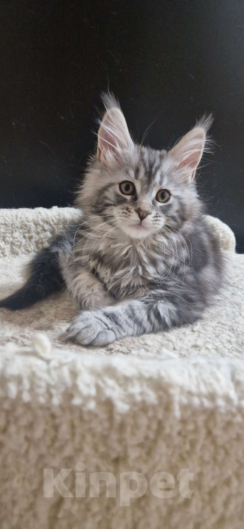 Кошки в Ижевске: Котята мейн-кун Девочка, 55 000 руб. - фото 2