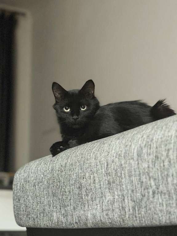 Кошки в Москве: Лилька - кошка, которая выжила Девочка, Бесплатно - фото 8