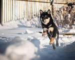 Собаки в Москве: Подрощенный щенок Сиба-ину с выставочным потенциалом Мальчик, 100 000 руб. - фото 1