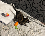 Кошки в других городах Московской области: Ориентальный котёнок Мальчик, 30 000 руб. - фото 3